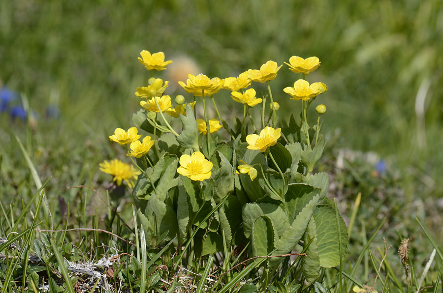 Ranunculus thora / Ranuncolo erba-tora